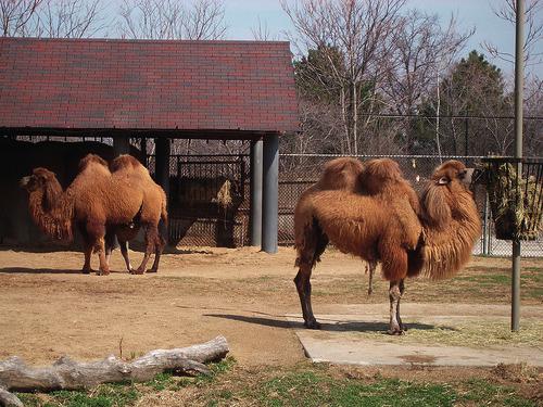 Antek, będąc w ogrodzie zoologicznym, policzył, że wszystkie wielbłądy mają razem 4 nóg. Ile wielbłądów widział Antek?...... zdj.