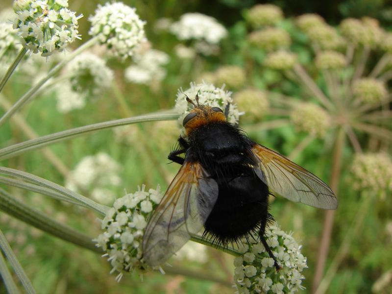 Fot. 1. Rączyca wielka - Tachina grossa (fot. Ł. MAŚLIKOWSKI).