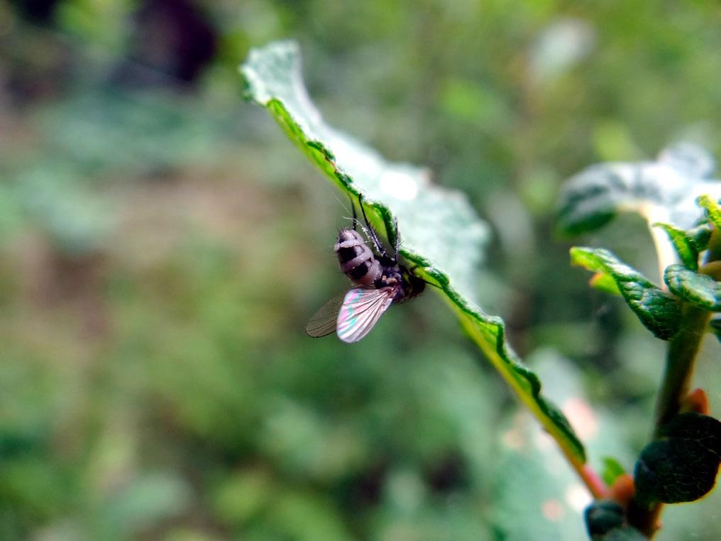 Przegląd Przyrodniczy XXVII, 3 (2016) Fot. 2. Entomophthora ferdinandi (fot. G. Dubiel). Photo 2. Entomophthora ferdinandi (photo by G. Dubiel). nych konidiów pierwotnych, które mają wymiary 22-27 18-23 μm i zawierają 10-11 jąder (Keller 2002).