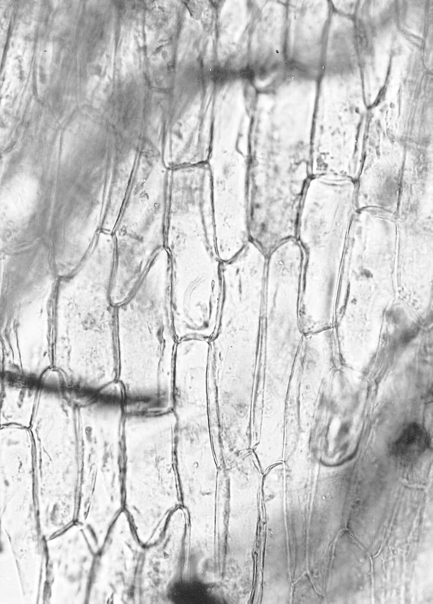 Znaczenie analizy torfu dla rekonstrukcji paleoœrodowiska 301 Ryc. 2. Menyanthes trifoliata epiderma, tkanka subfosylna, x 370.