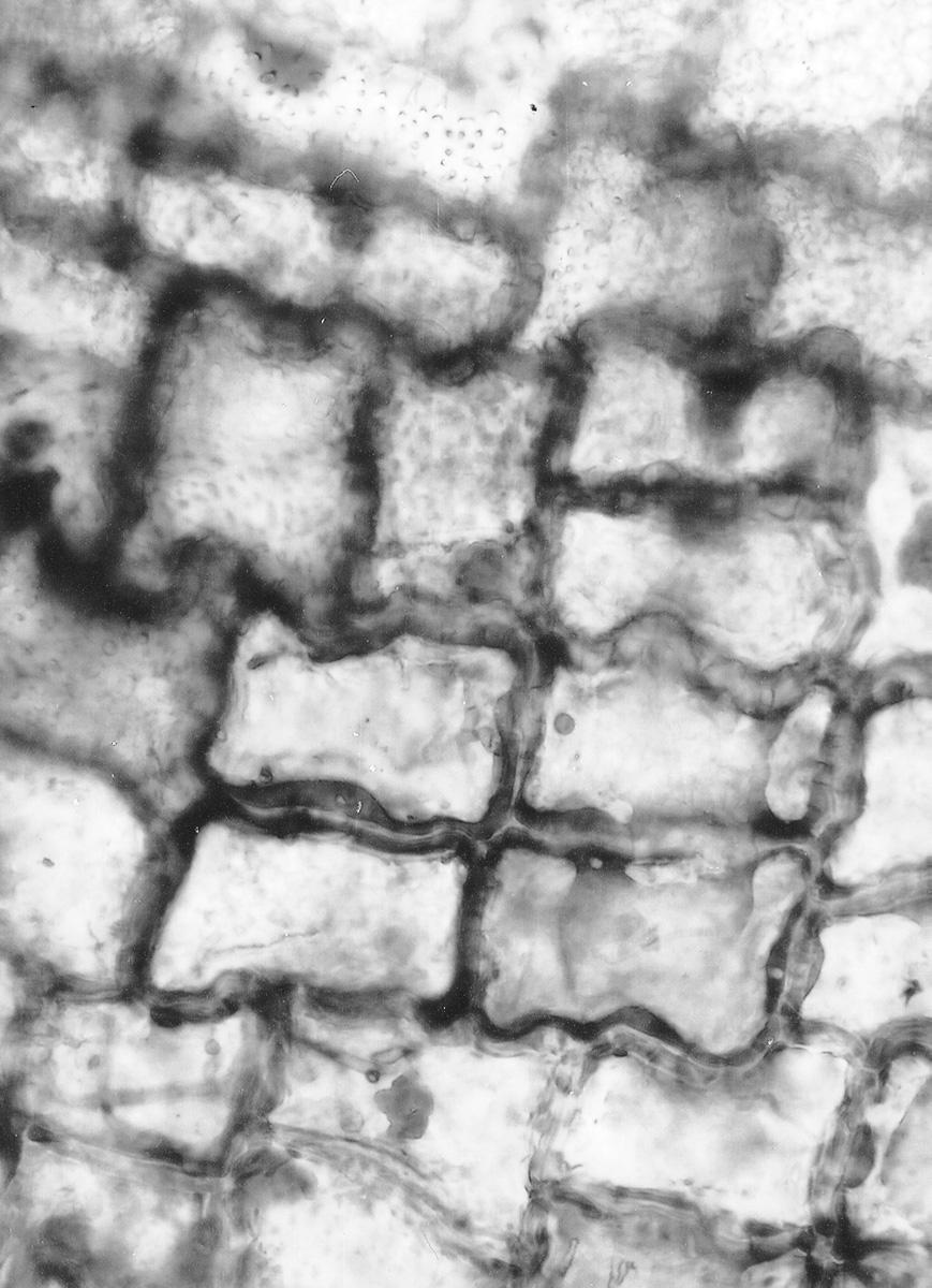 W ple spotykane s¹: Calliergon giganteum, Bryum ventricosum, Drepanocladus exanulatus, Scorpidium scorpioides. Do tej grupy znalezisk nale ¹ tak e liœcie mchów tofowców.