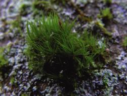 II. Wilcza Tryba walory przyrodniczeprzedwycinką Fragmenty Puszczy Białowieskiej przylegające do Wilczej Tryby cechuje rzadko spotykany gdzie indziej wysoki poziom naturalności lasu.