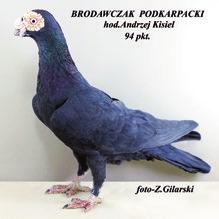 W tym miejscu możemy postawić pytanie; czy w najbliższej przyszłości Kielce staną się mekką polskiego gołębiarstwa?