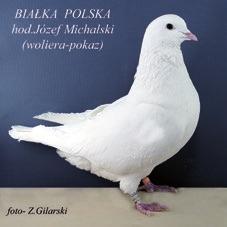 Na wystawie spotkałem hodowców z Czech, Słowacji, Litwy, Niemiec, Bułgarii, a gołębiarskim rodzynkiem był polonus, czyli nasz rodak