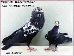 W 2011 roku, w swojej relacji z pierwszej wystawy pisałem, cyt. Kielecka Wystawa to bezsprzecznie największa impreza hodowlana zorganizowana u nas w kraju, następne mogą być tylko większe i lepsze.
