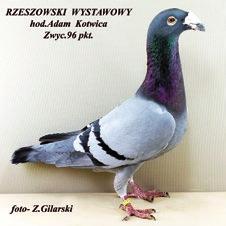 Rozstawienie stoisk i klatek wystawowych było właściwe i funkcjonalne. Klatki wystawowe estetyczne, dobrze rozstawione, wyposażone w standardowe poidełka i karmidełka.
