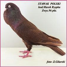 czystości rasy.