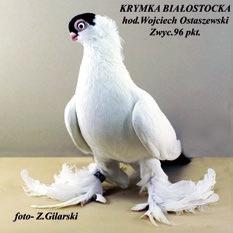 Kury Słowa uznania należą się wszystkim wystawcom drobiu ozdobnego i użytkowego za pokazanie pięknych okazów (40 ras 342 szt.