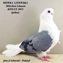 Na wyróżnienie zasługują koledzy; Michał Dudek, Grzegorz Jabłoński i Stanisław Roszkowski za wystawienia bardzo ładnych kolekcji rasy karzełek polski.