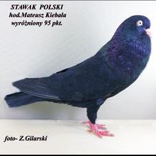 materiały informacyjne oraz otrzymać pamiątki związane tematycznie z hodowlą tej pięknej rasy gołębi.
