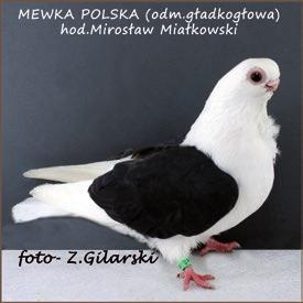 rasy gołębi. Interesująco prezentowały się też stoiska handlowe oferujące akcesoria i karmy niezbędne w hodowli zwierząt.