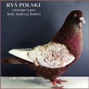 gołębi.