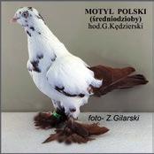 Robert Michałowski, tytuł I v-ce mistrza zdobył kol. Jarosław Tkaczyk, a tytuł II v-ce mistrza zdobył kol. Tadeusz Szwed. Mewka polska (89 szt.), tytuł Mistrza Polski zdobył kol.