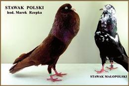 Komisja standaryzacyjna Moje poważne zastrzeżenie budzi styl pracy komisji standaryzacyjnej i tryb opiniowania nowych ras polskich zgłoszonych do rejestracji.