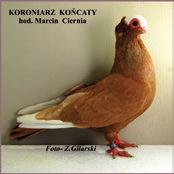 Dla wystawców rysi, pozaregulaminowe nagrody ufundowali: pan Marek Rzepka - właściciel firmy Polmark, produkującej akcesoria dla gołębi, pan Grzegorz Majewski- -artysta rzeźbiarz oraz autorzy