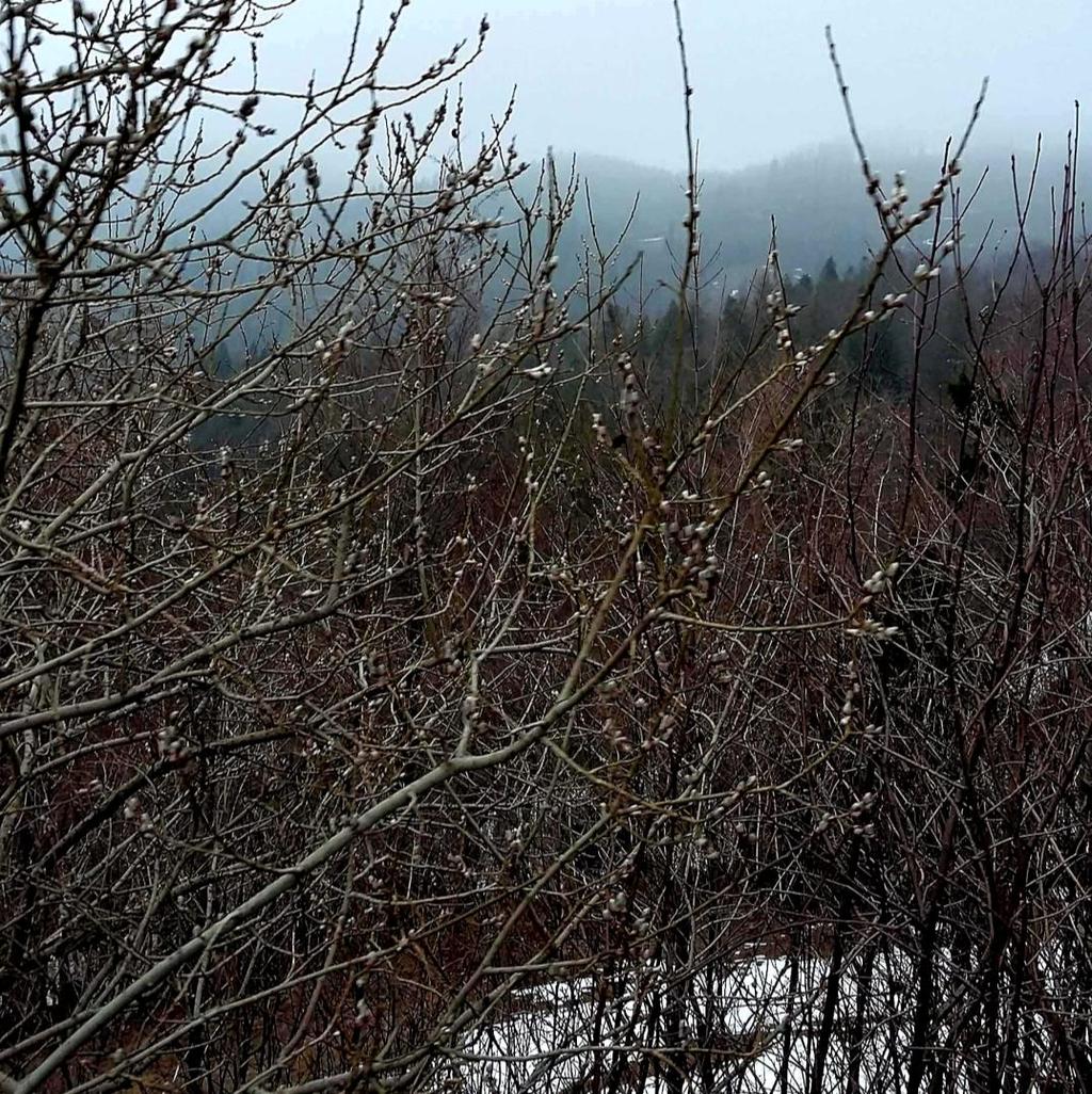 fragmentach stoków o ekspozycji północno-wschodniej. Uszkodzenia te, widoczne były szczególnie u świerka w strefie powyżej 950 m n.p.m. 2.