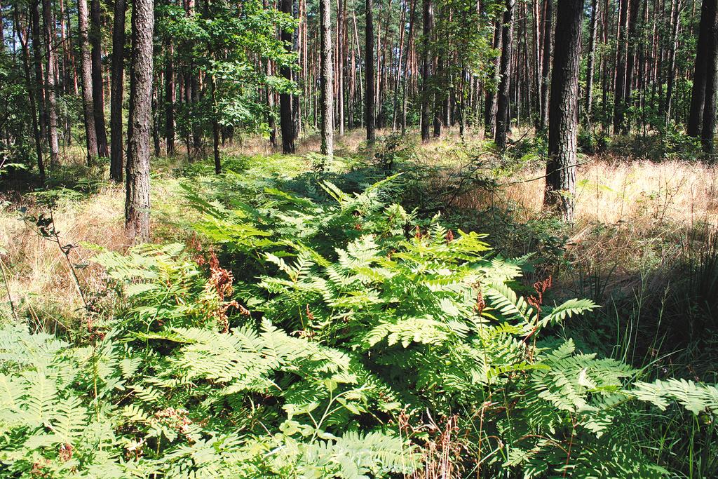 142 Adam-Rostañski,-Stanis³aw-Caba³a 142 Fig. 2. Osmunda regalis L. population in the area of the Boronów Forestry, in the locality 1 (phot. A. Rostañski) Rys. 2. Populacja Osmunda regalis L.
