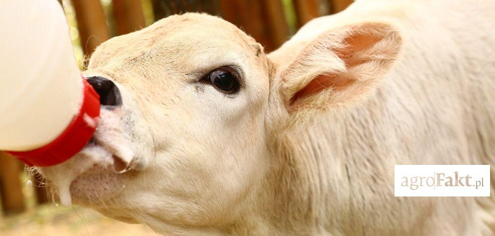 .pl Preparaty mlekozastępcze w żywieniu cieląt: o czym pamiętać? Autor: dr hab.