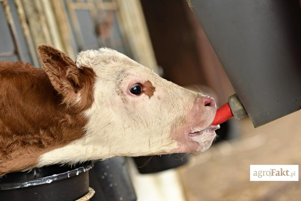 .pl Mleko krowie jest z kolei naturalnym pokarmem dla cieląt. Zasadniczą zaletą jest zasobność w łatwostrawne składniki pokarmowe i substancje biologicznie czynne (tzw. nieodżywcze składniki mleka).