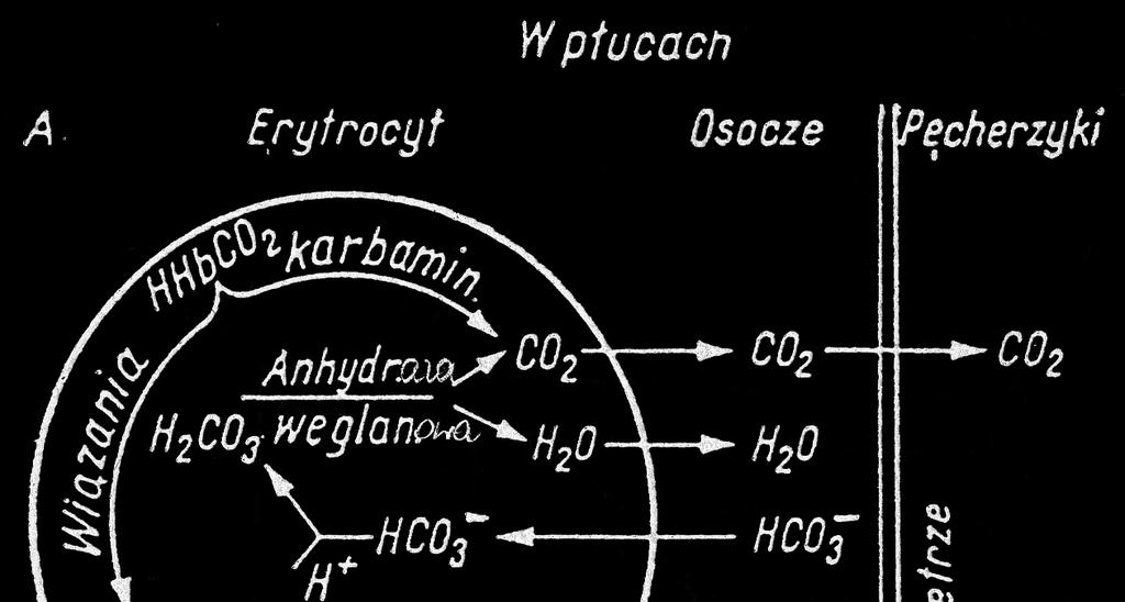 10 Egzamin maturalny z biologii Zadanie 19.