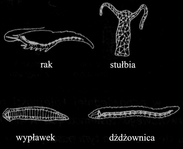 11 Egzamin maturalny z biologii Zadanie 20. (2 punkty) Uporz dkuj przedstawione poni ej układy nerwowe zgodnie ze stopniem skomplikowania ich budowy.