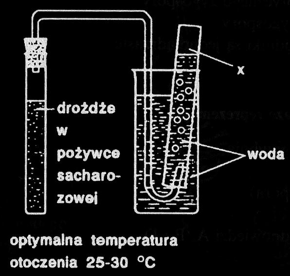 Zespół Downa, C. Fenyloketonuria, D. Daltonizm. 1......... 2......... 3......... Zadanie 2. (3 punkty) Wykonano do wiadczenie, które zilustrowano graficznie.