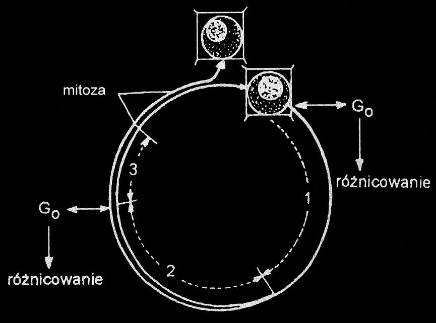 3 Egzamin maturalny z biologii Zadanie 3. (2 punkty) Barwa kolców u malin uwarunkowana jest dwoma genami, T i P. Gen T powoduje wytwarzanie barwników antocyjanowych zabarwiaj cych kolce na ró owo.