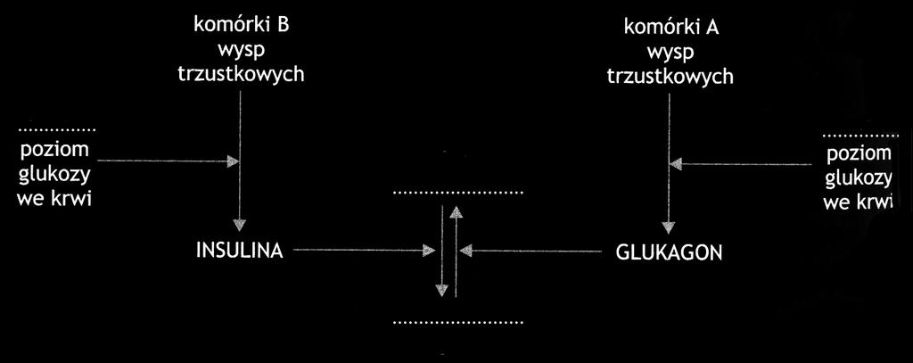 4 Egzamin maturalny z biologii Zadanie 5. (2 punkty) Na schemacie przedstawiono mechanizm regulacji poziomu glukozy we krwi.