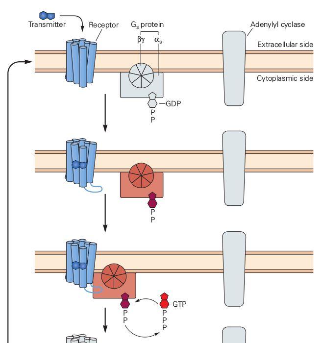 Bialko G i camp (I) receptor + bialko G receptory: α- i β-adrenergiczne, muskarynowe, GABAB, dopaminergiczne, zapachowe, rodopsyna, niektóre