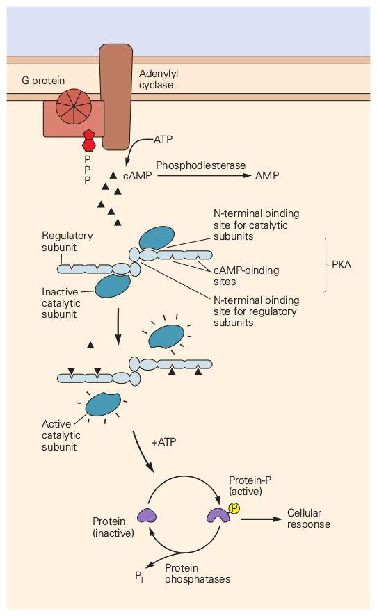 Bialko G i camp (III) dalszy szlak aktywowany camp: aktywacja kinazy proteinowej A (PKA) poprzez dysocjacje podjednostek regulatorowych, fosforylacja