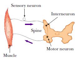 Neurony