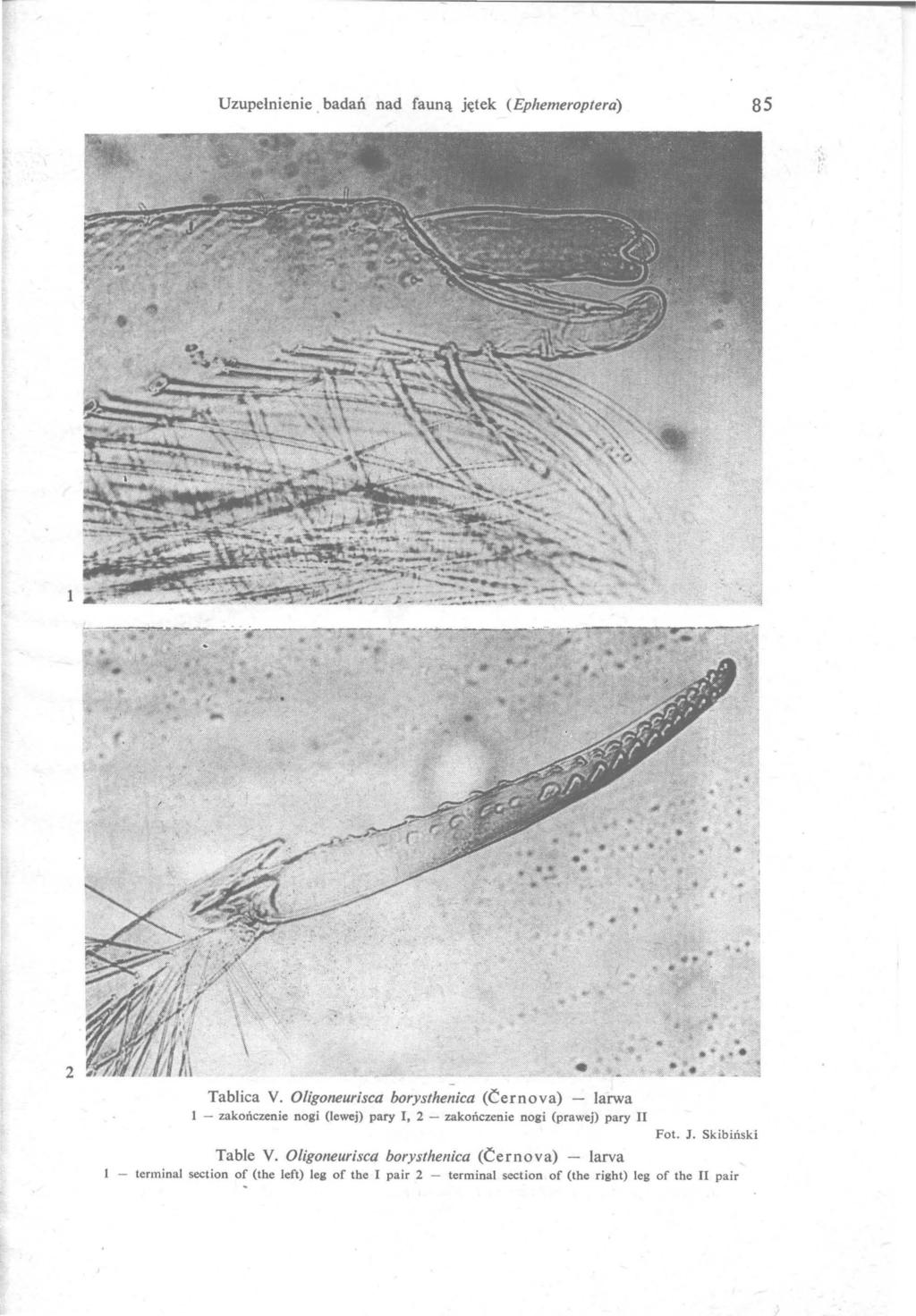 Uzupełnienie. badań nad fauną jętek (Ephemeroptera) 85...,...- ~...,.~. ---~ "'. 'W * 2 ~.. ił... " ~., - ::. _;,,-J Tablica V.