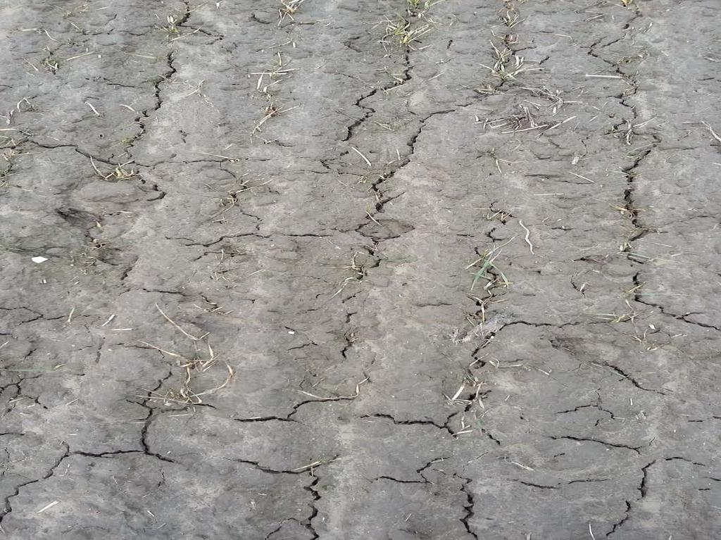 Radzików 2012