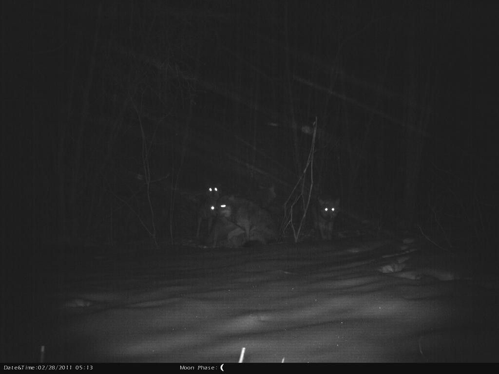 Ryc.4 Pięć wilków przy ofierze (łania) - koniec lutego 2011. Wataha negrylowska Kolejny sezon zimowy wskazuje na brak przyrostu liczebności w tej grupie.