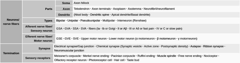 neurony czuciowe/efektorowe i receptory ruch i