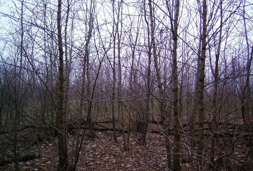 zewnętrznym (w tle) Photo 1.