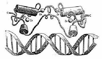 DBD of nuclear receptor DBD consists of two zinc fingers.. In the zinc fingers, four conserved cysteines coordinate a zinc ion.