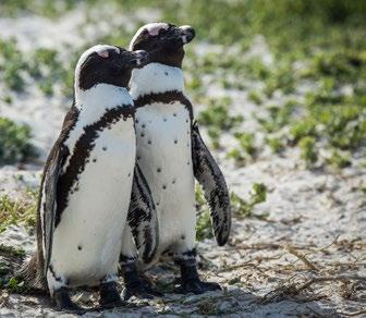 Choć faktycznym punktem na mapie podziału oceanów jest Przylądek Igielny, to wielu sądzi, że tutaj spotykają się dwa oceany - ciepły Indyjski i rześki Atlantyk.