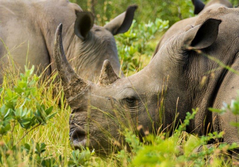 DZIEŃ 2 KAPSZTAD LĄDOWANIE W KAPSZTADZIE - SAFARI WIELKA PIĄTKA AFRYKI Lądujemy w Kapsztadzie, stolicy Western