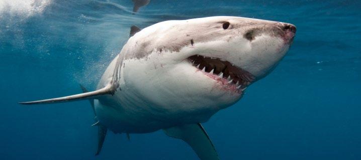 DZIEŃ 5 GANSBAAI OCEAN SAFARI LUB NURKOWANIE Z ŻARŁACZEM BIAŁYM WIELKA PIĄTKA OCEANU SPOTKANIE Z GEPARDAMI Jemy lekkie śniadanie, aby spokojnie wypłynąć na ocean.