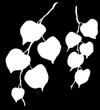 sufitowa Lilly Lampa