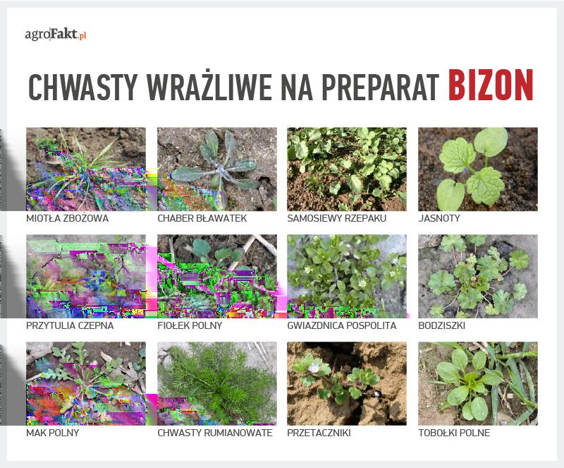 fot. Dow AgroSciences Herbicyd Bizon zwalcza najważniejsze chwasty w zbożach. Uwaga!