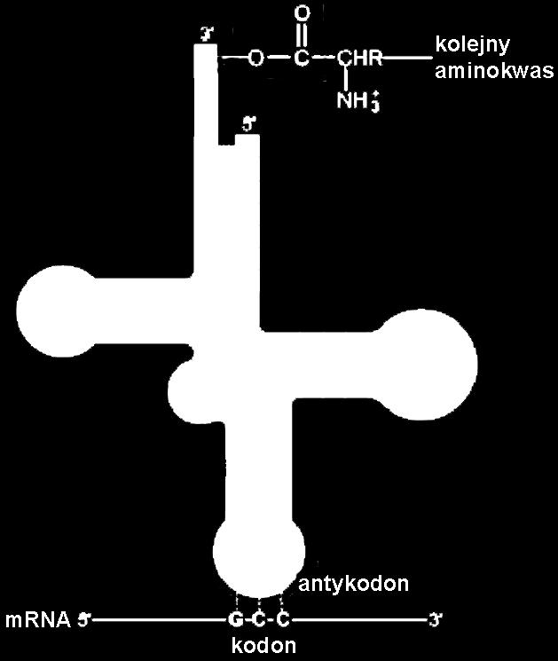 ZŁOŻONOŚĆ translacji trna antykodon synteza łańcucha