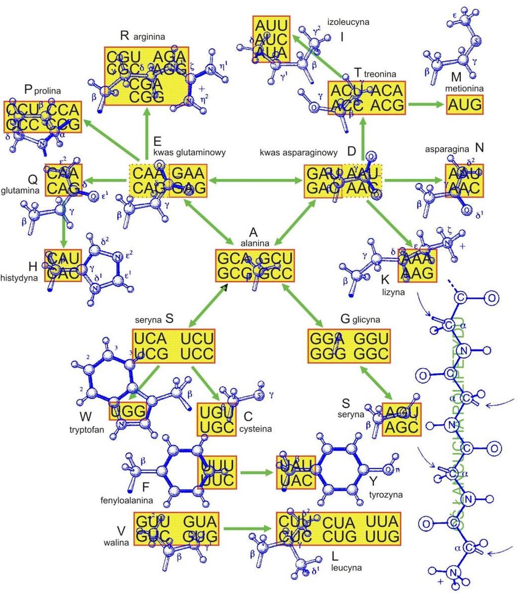 POWSTANIE kodu genetycznego Georgi A.
