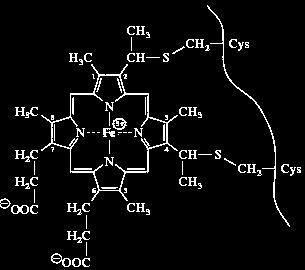 tetrapirol (hem) ODDYCHANIE tlenowe