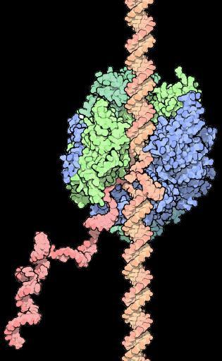 ENZYMATYCZNA transkrypcja z DNA na RNA polimeraza RNA mrna DNA mrna zdjęcie