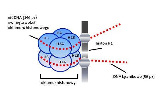 Rycina 8. Nukleosom - podstawowa jednostka struktury chromatyny w komórkach somatycznych (opis w tekście).