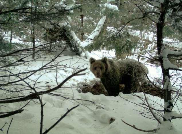 Ryc.7 Młodociany niedźwiedź przy barłogu w rejonie Wetliny (montaż fotopułapki Paulina Kopacz; fragment dokumentacji zdjęciowej >1600 zdjęć). Ryc.
