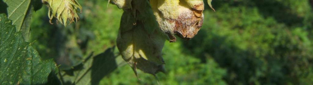 Zagraża roślinom chmielu na plantacjach o naruszonej równowadze biologicznej gleby powstałej w wyniku stosowania zbyt wysokiego,