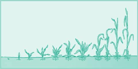 kolanka dołączony i zalecany > adjuwant stabilizuje skuteczność herbicydów, szczególnie w przypadku zabiegu na większe chwasty i w przypadku użycia herbicydu wczesną wiosną w trudniejszych warunkach